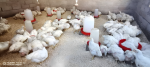 Ross308 broilers