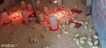 broilers Chicks
