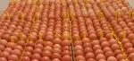 lohmann brown fertile eggs